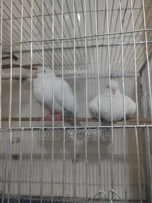 Lutino Dove Bird