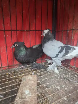 Pigeon for Sale