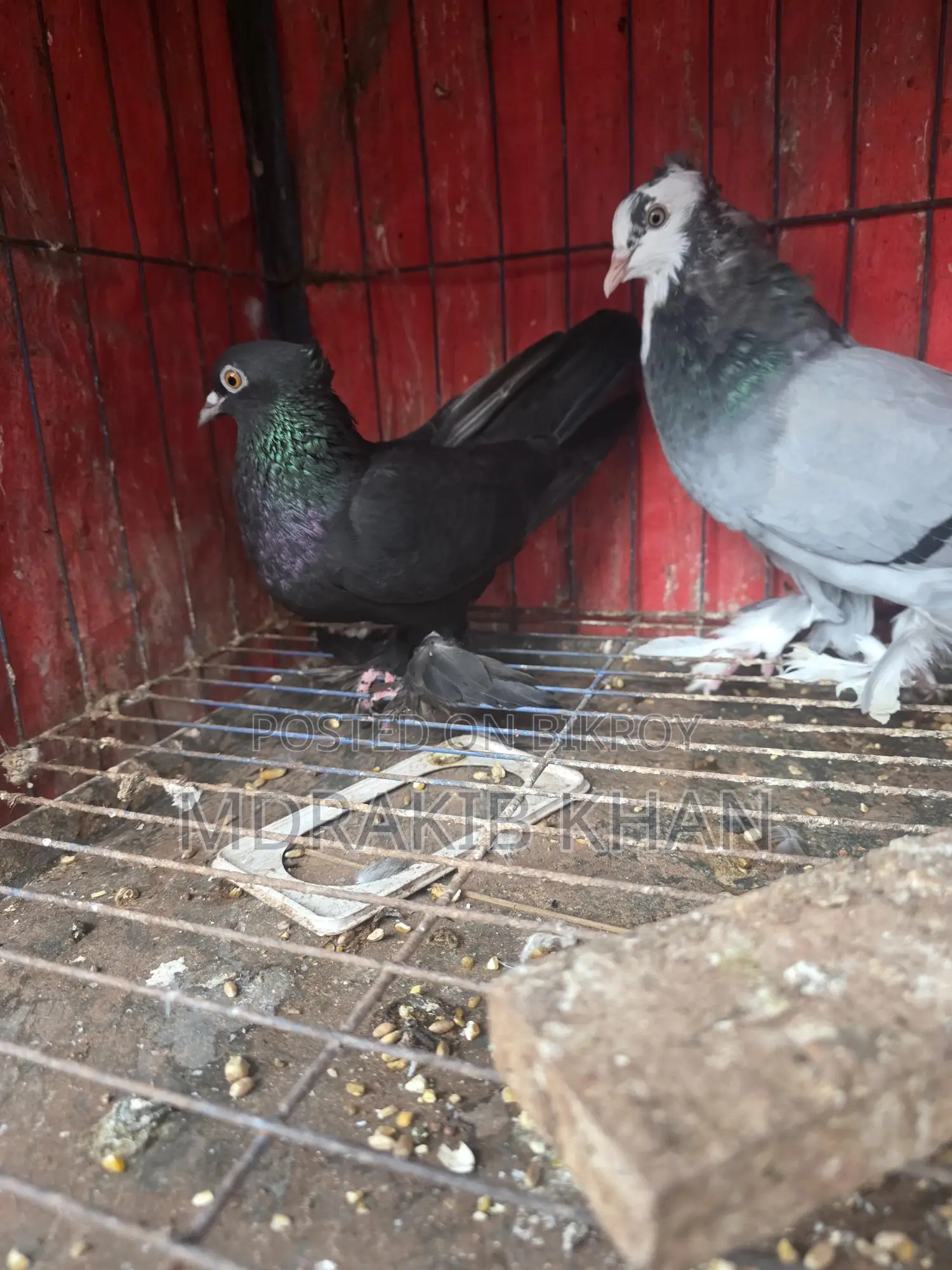 Pigeon for Sale