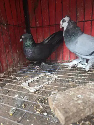 Pigeon for Sale