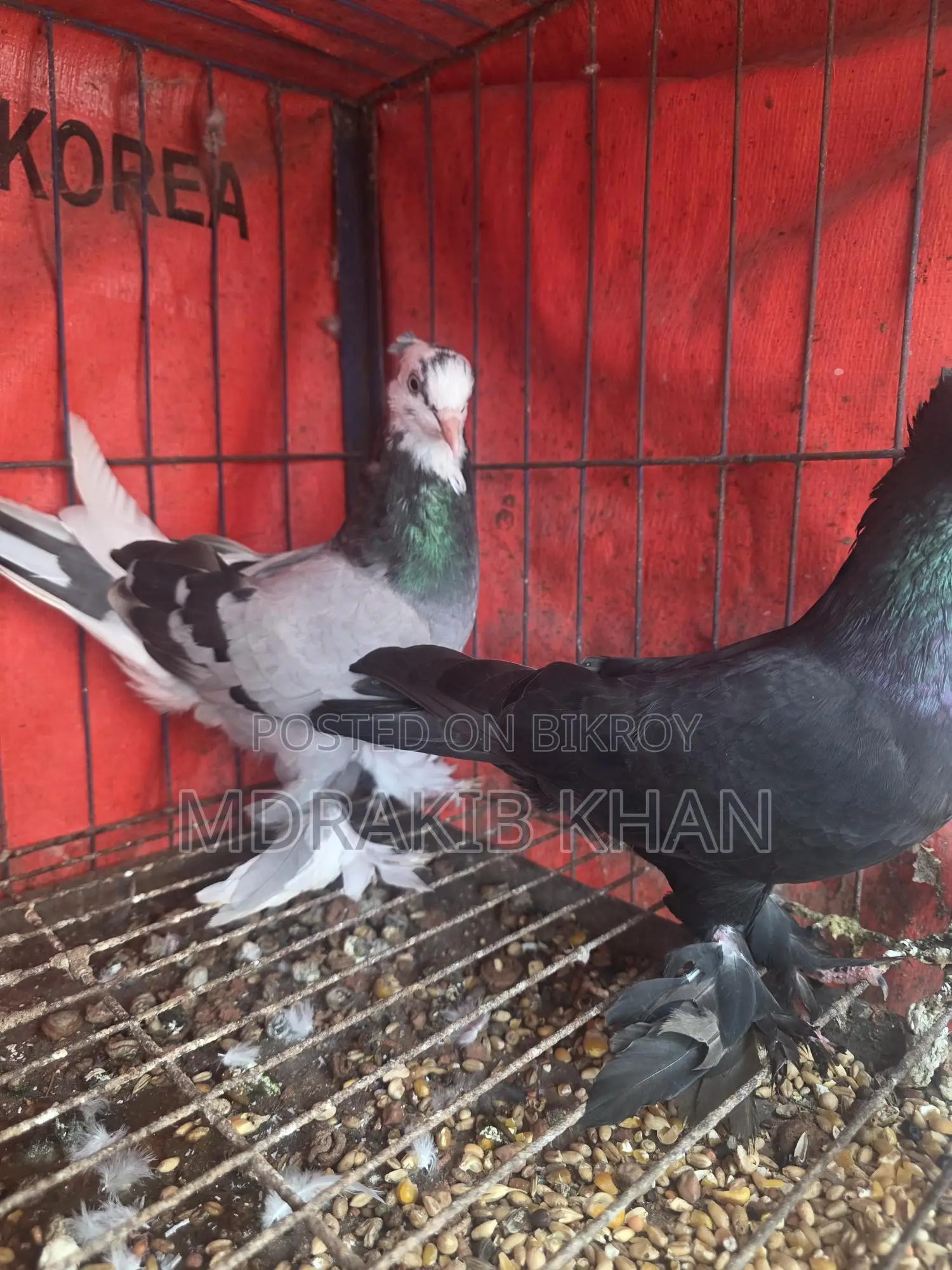 Pigeon for Sale