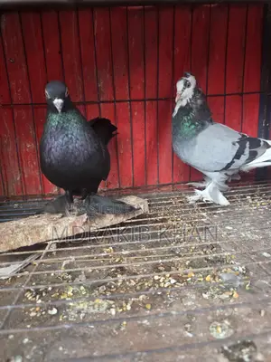 Pigeon for Sale