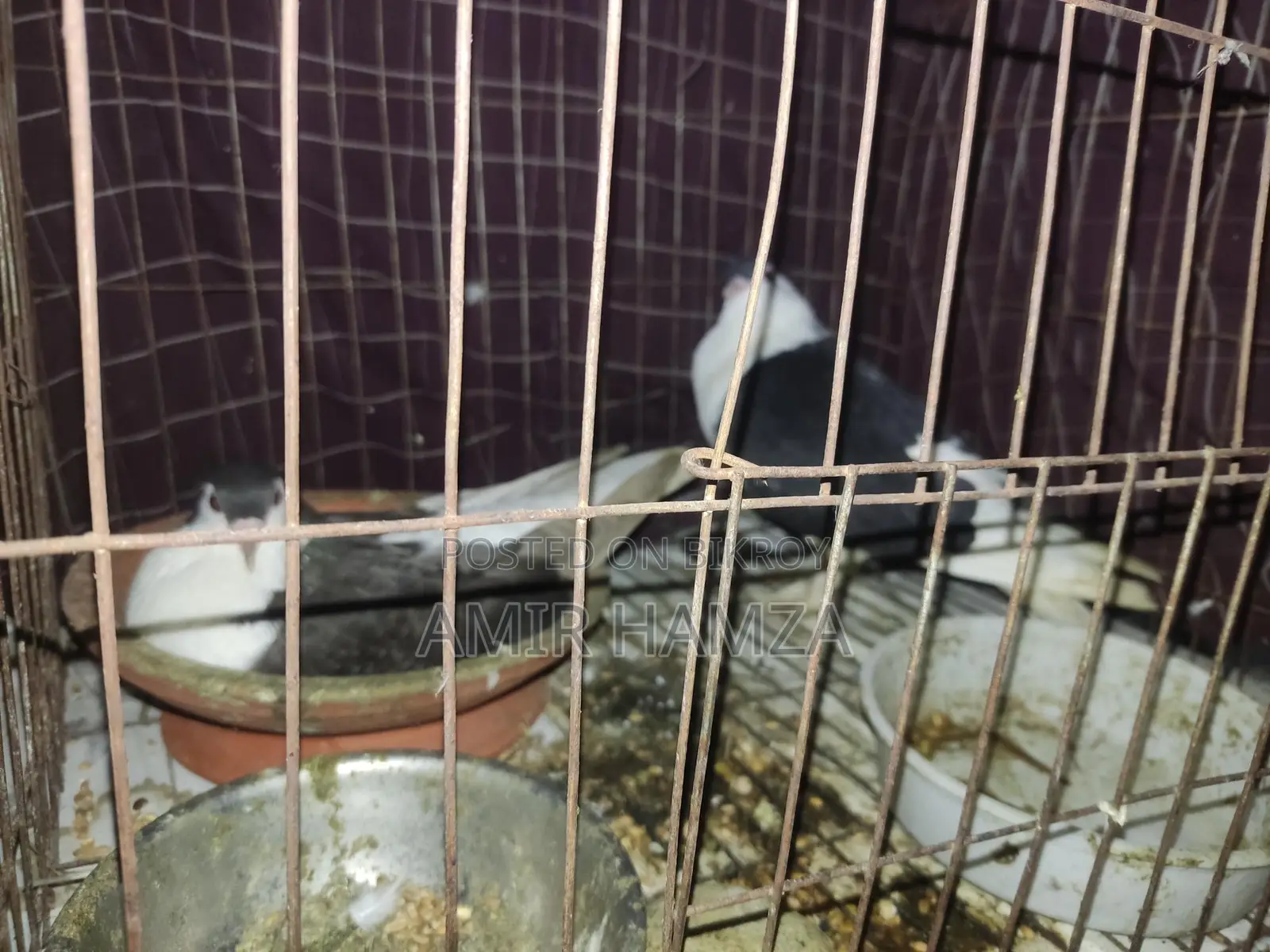 সিরাজী কবুতর