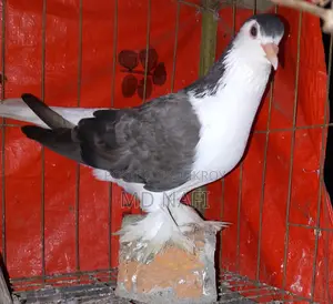 Original Lahore Pigeon