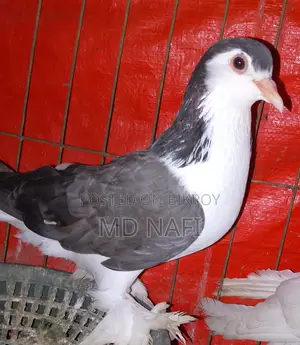 অরজিনাল লাহোর মাদি