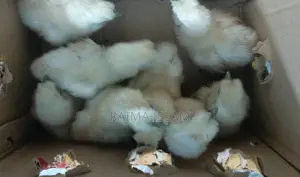 টাইগার মুরগীর বাচ্চা।