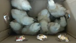 টাইগার মুরগীর বাচ্চা।