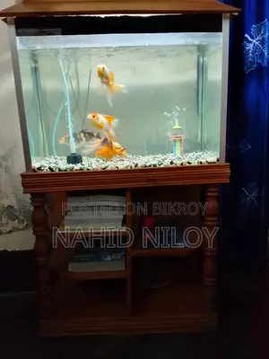 Fish Aquarium