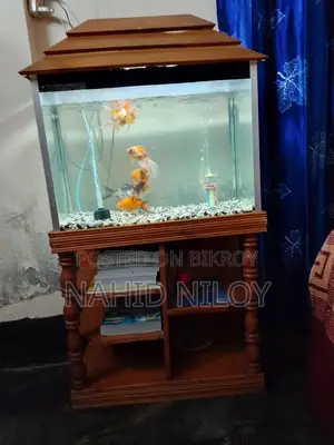 Fish Aquarium