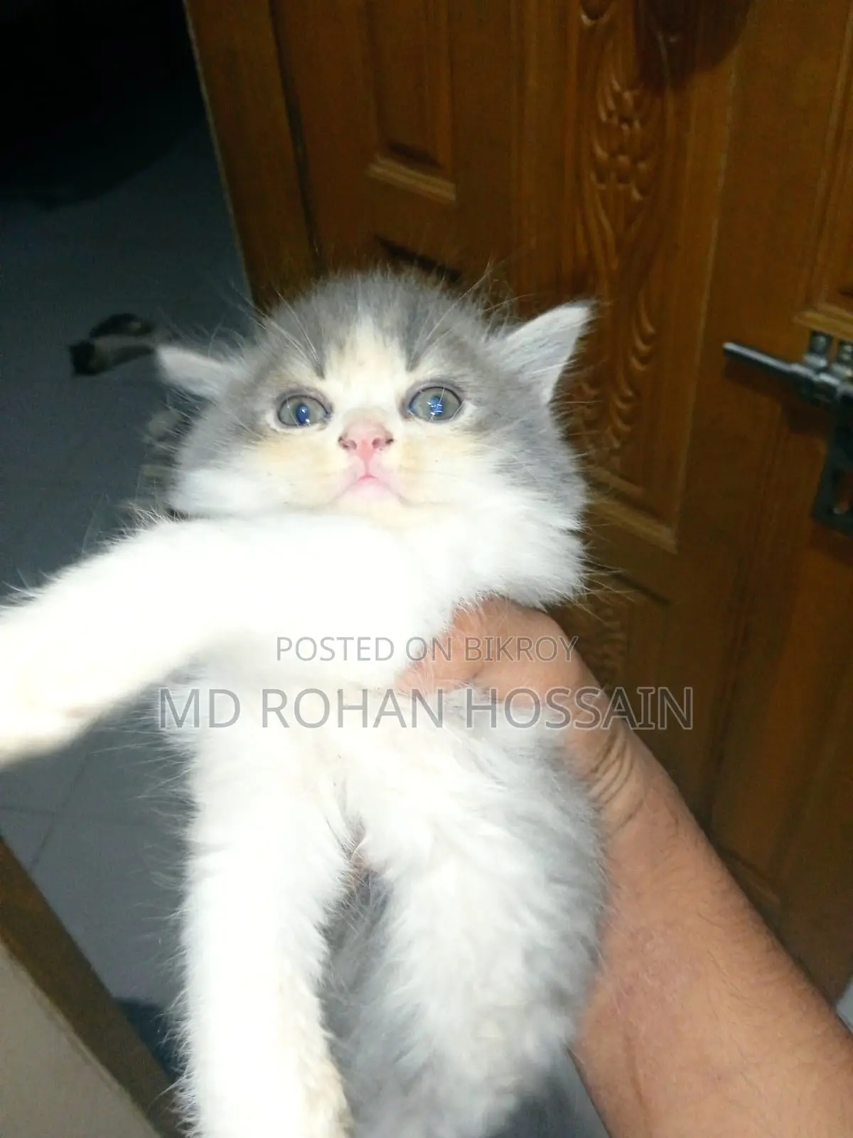Persian Cat