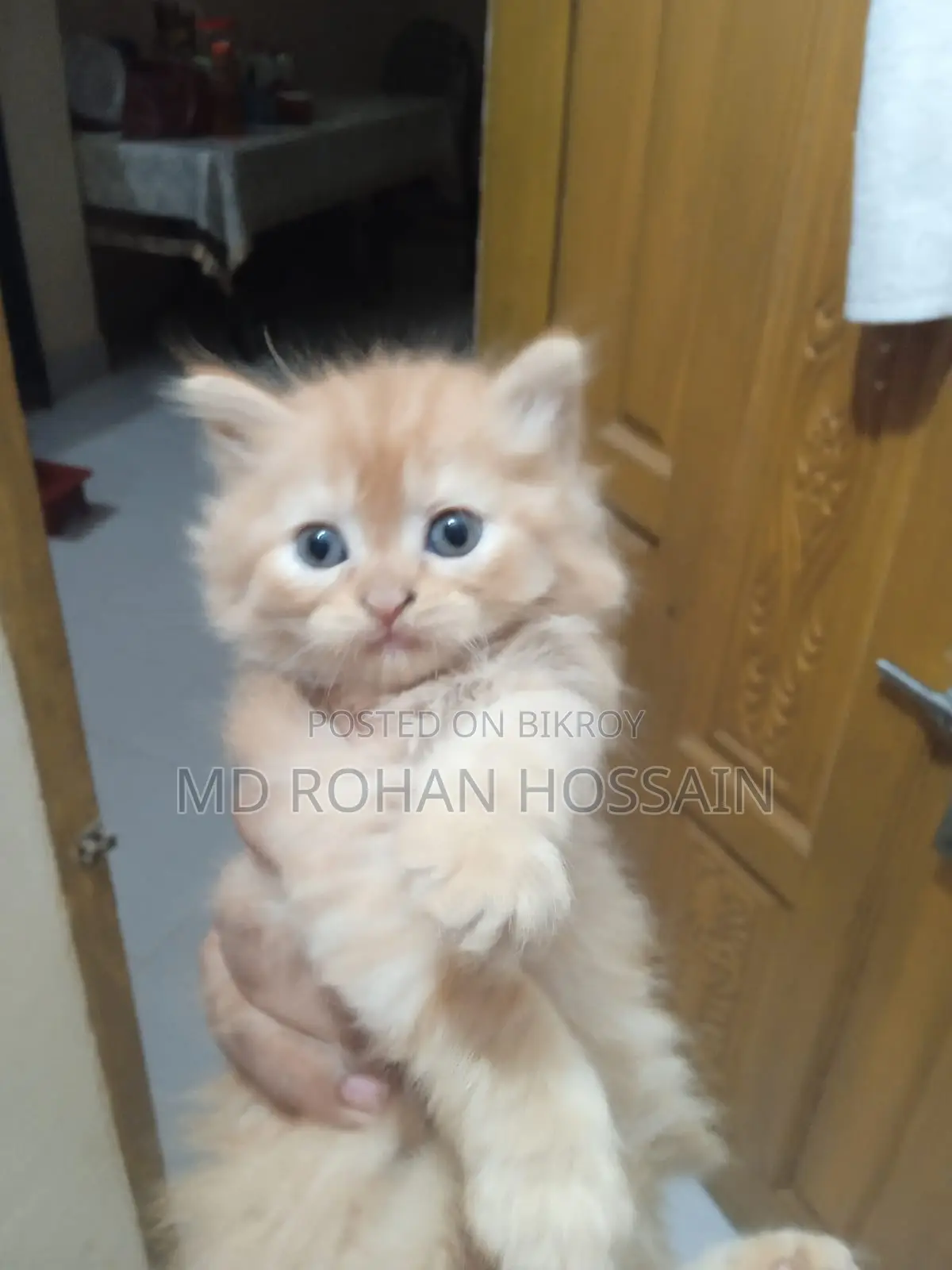 Persian Cat