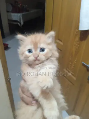 Persian Cat