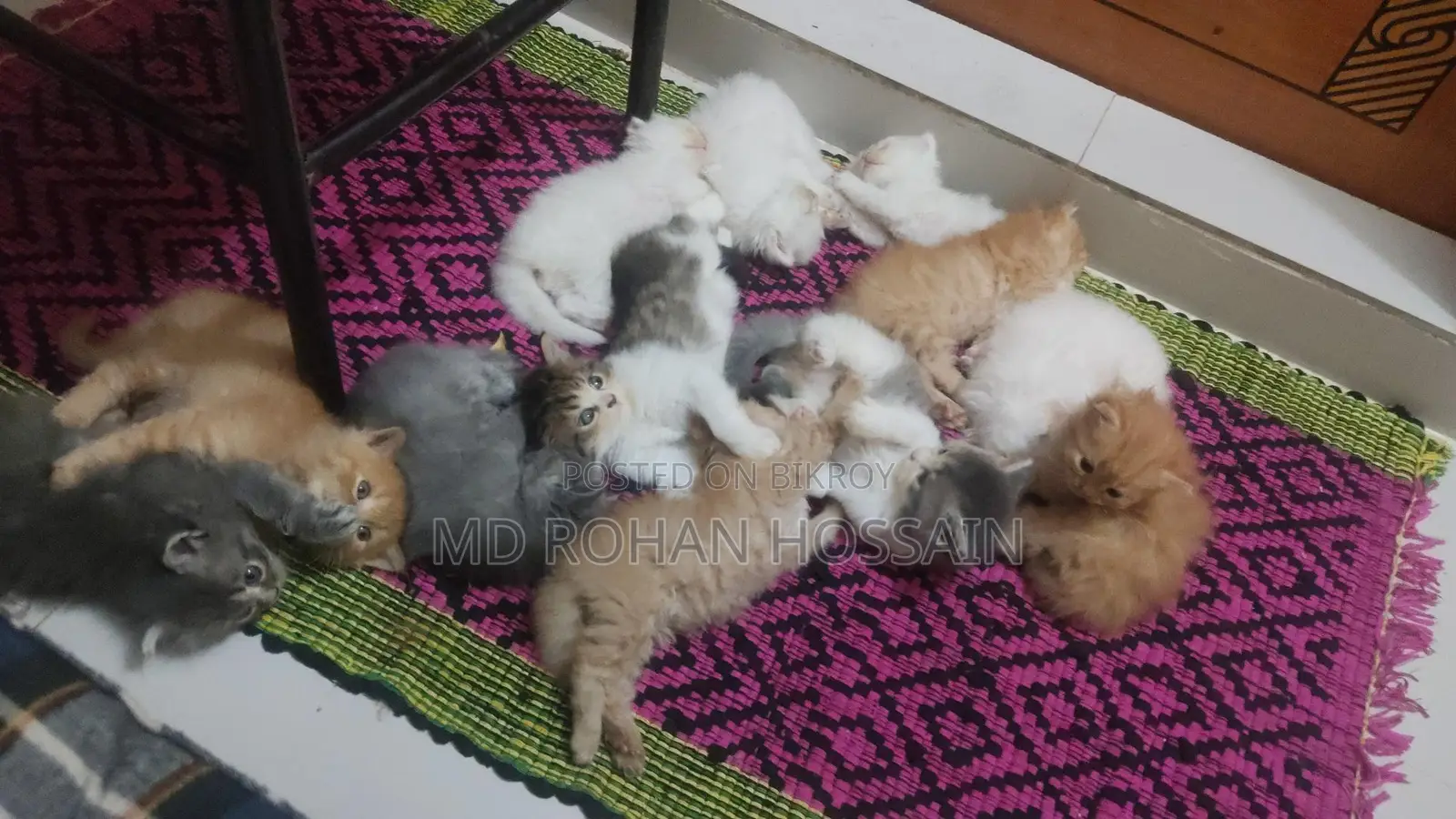 Persian Cat