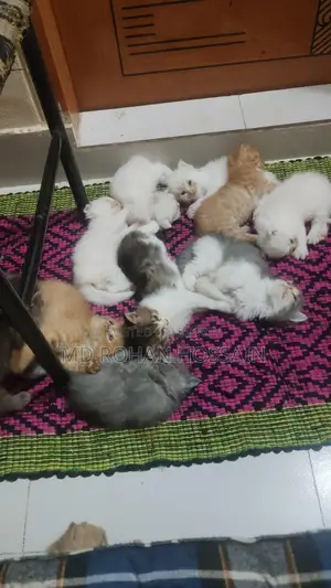 Persian Cat
