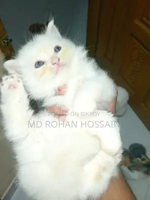Persian Cat