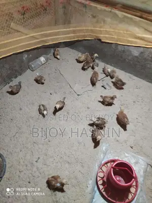 ২০ টি টাইগার মুরগী