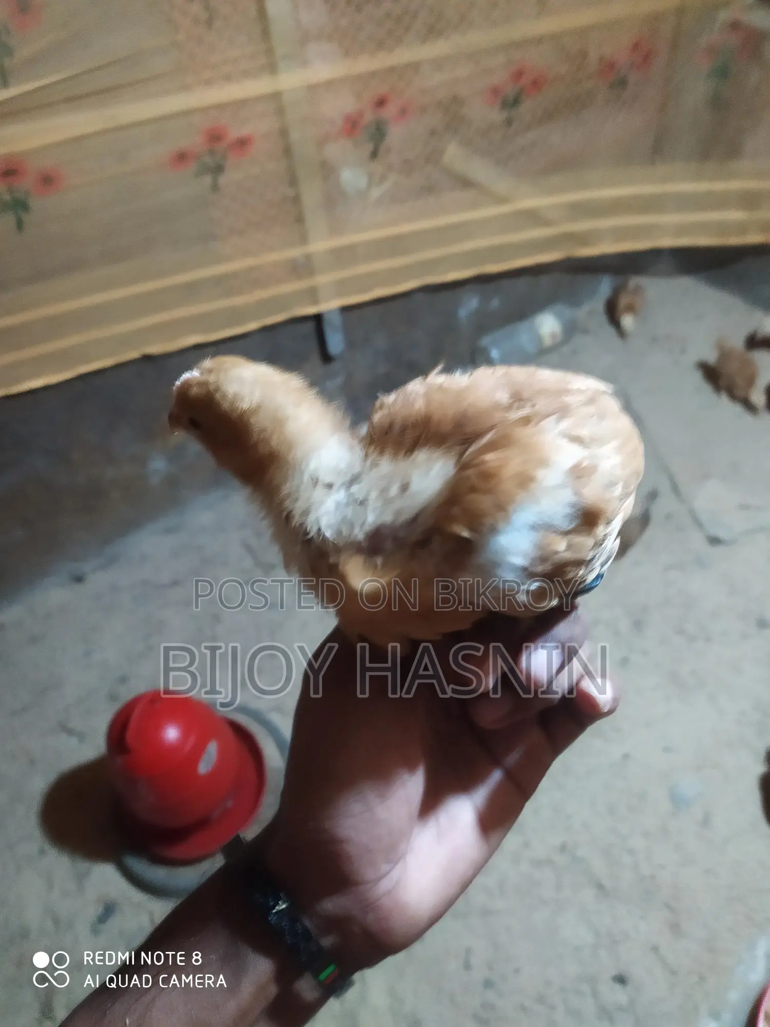 20 Tiger Chickens