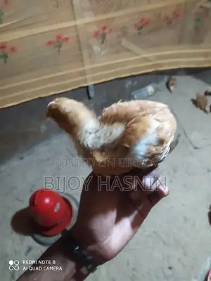 20 Tiger Chickens