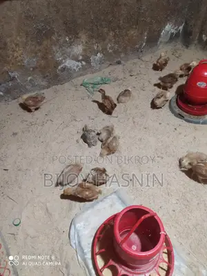 20 Tiger Chickens