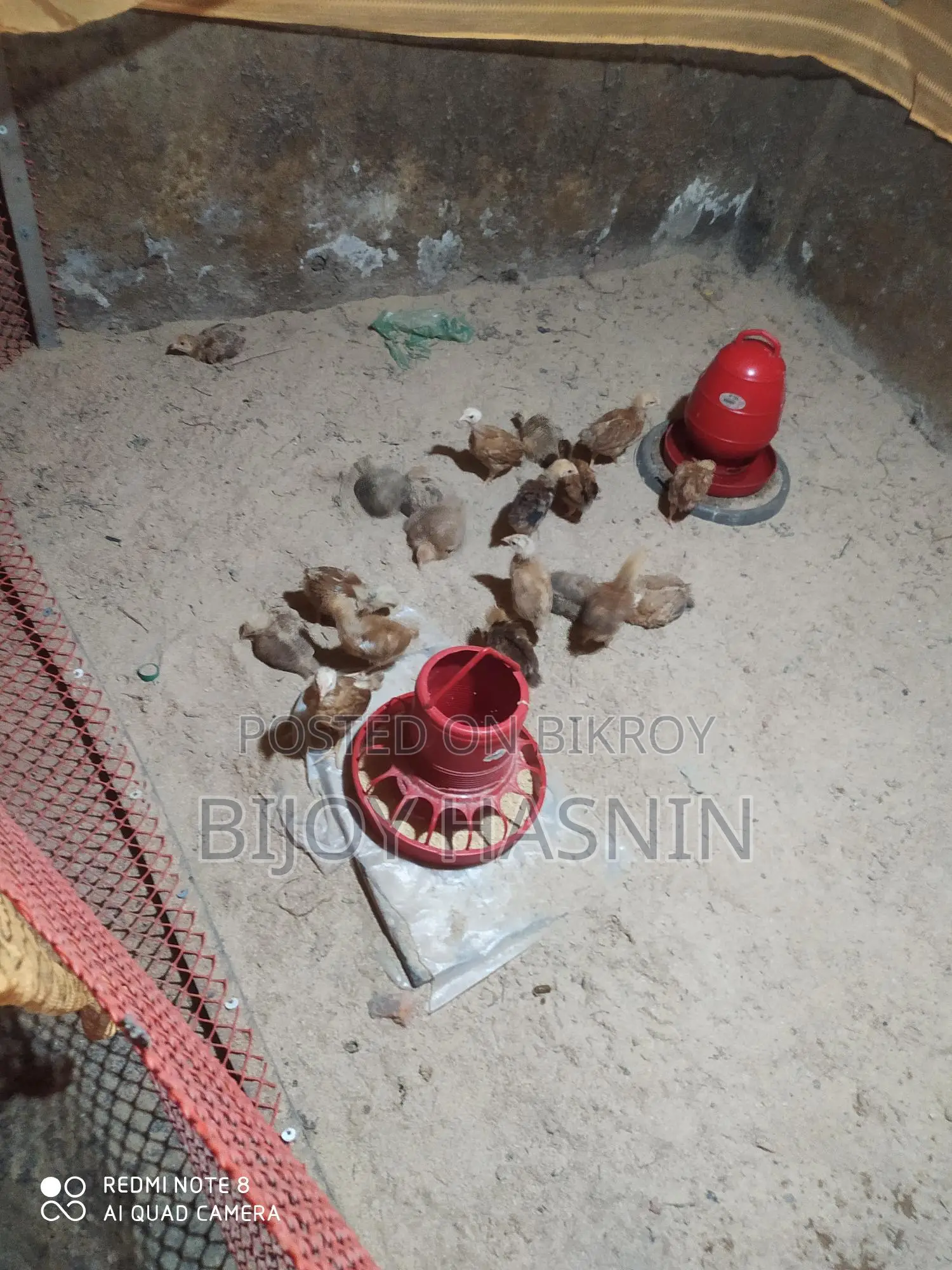 20 Tiger Chickens