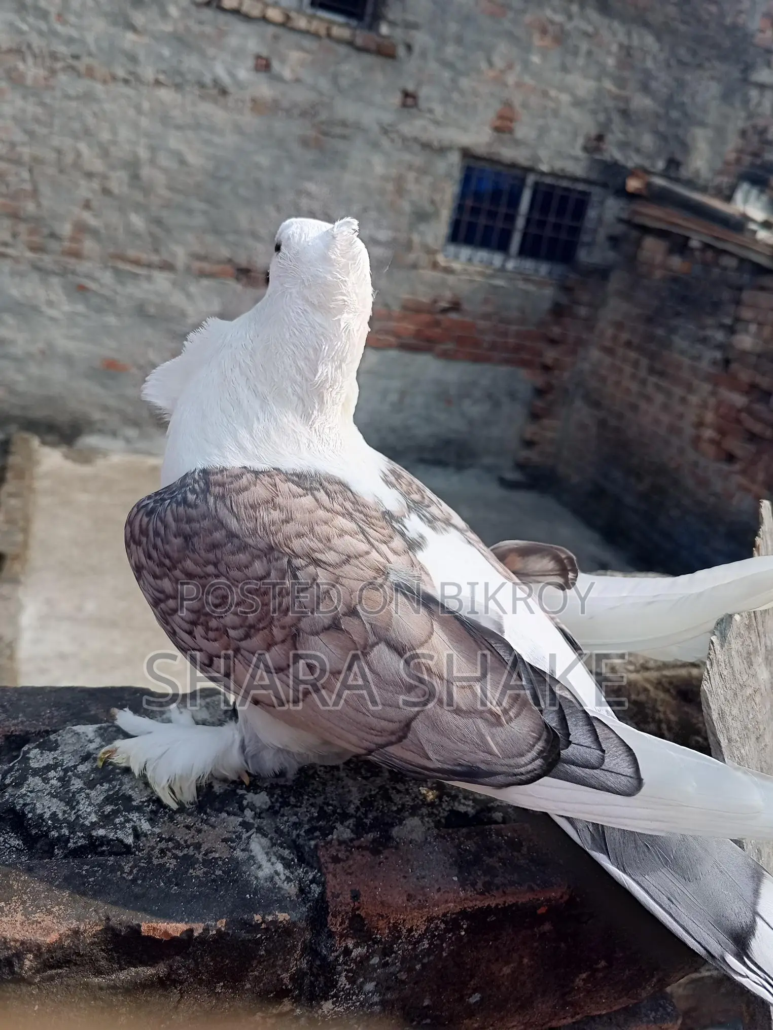 High-Quality Pigeons