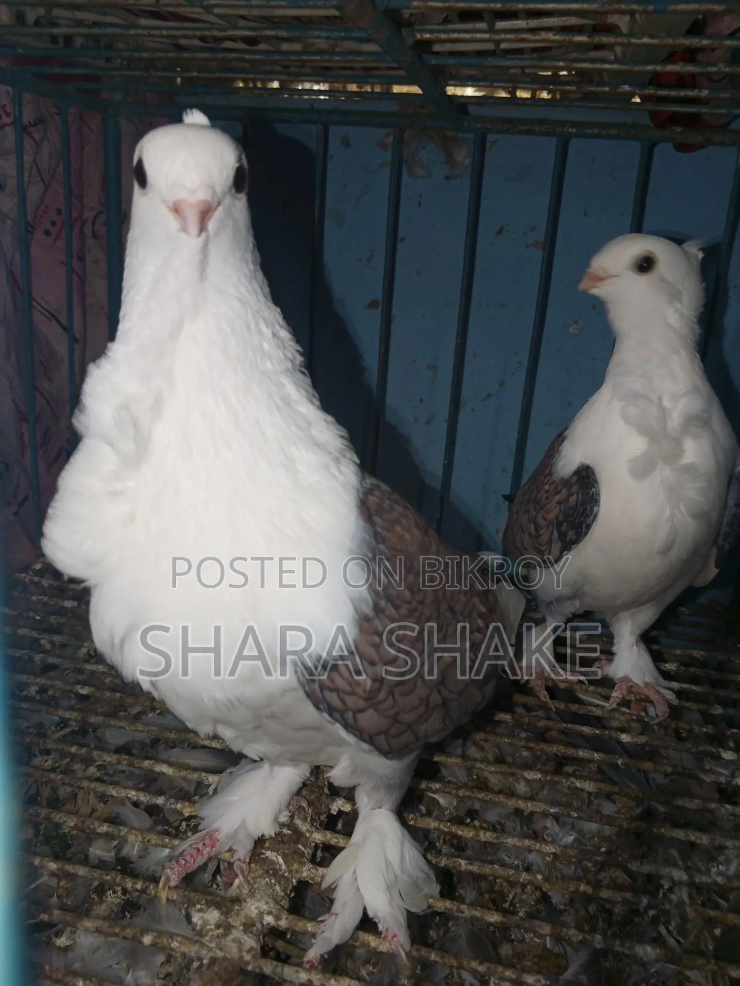 High-Quality Pigeons