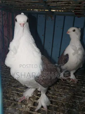 High-Quality Pigeons