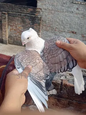 High-Quality Pigeons