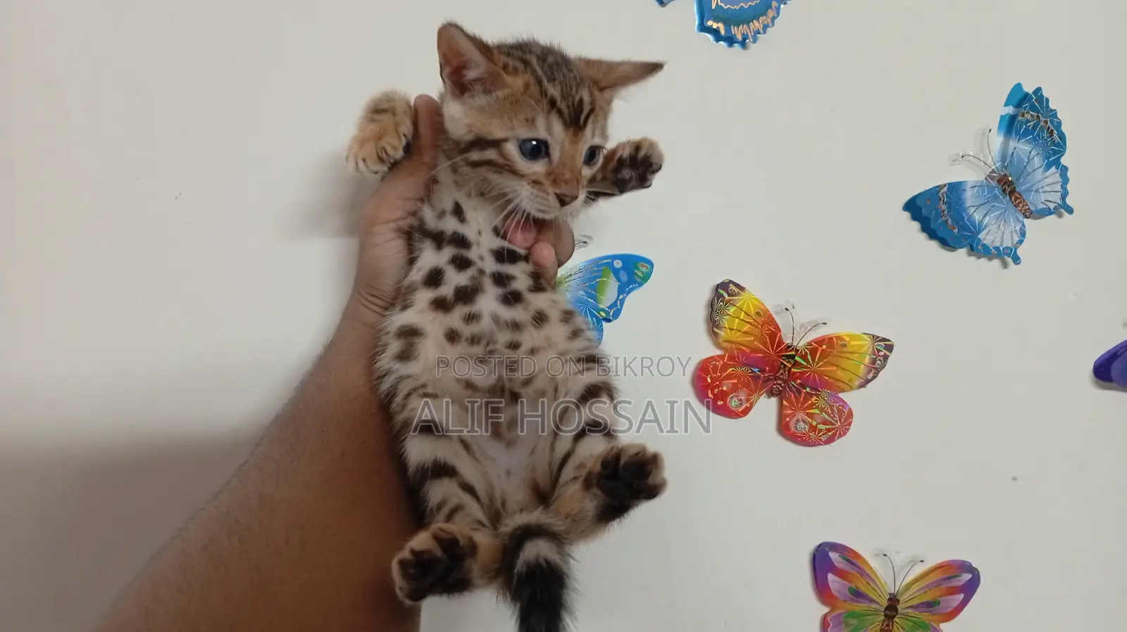 Bengal Cat