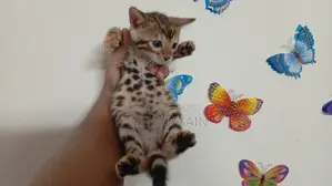Bengal Cat