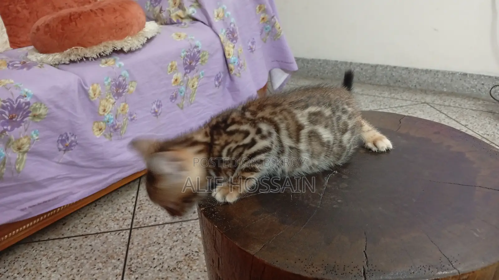 Bengal Cat