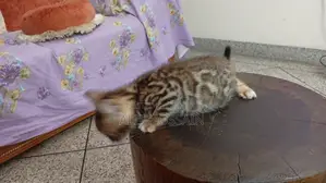 Bengal Cat