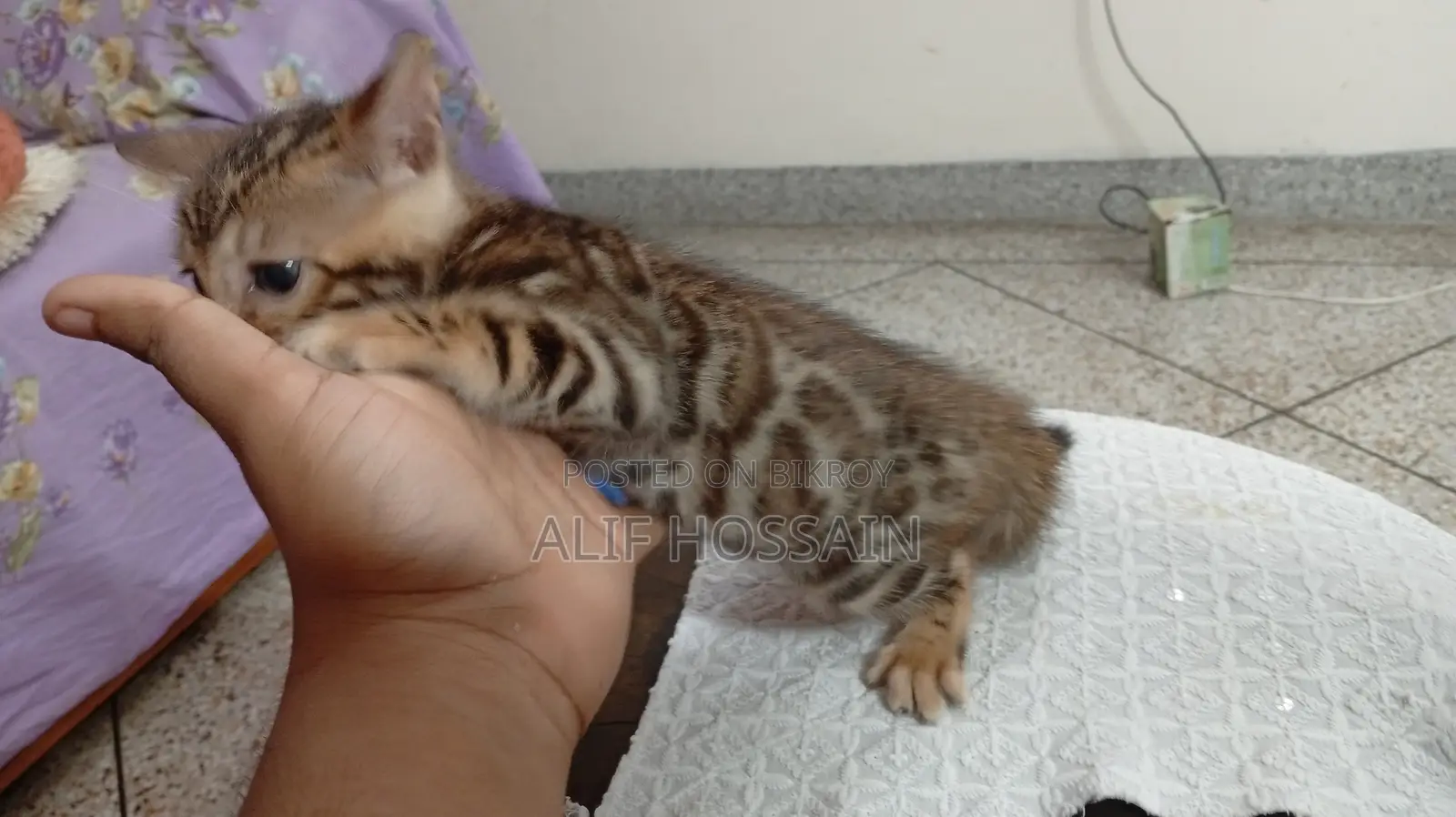 Bengal Cat