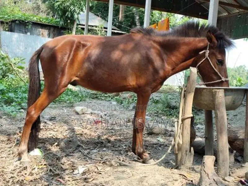 Male Horse Foal