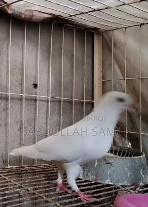 কাগজি মাদি
