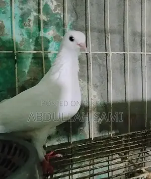 কাগজি মাদি