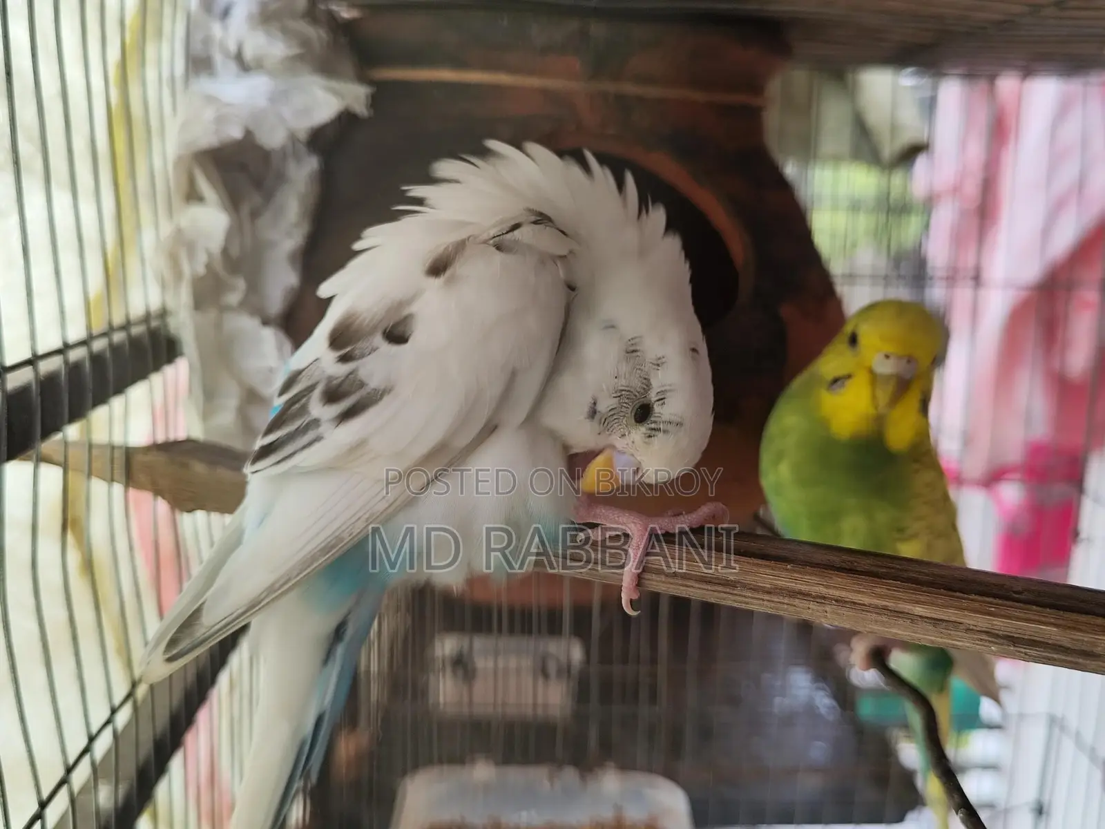 Budgerigar Birds