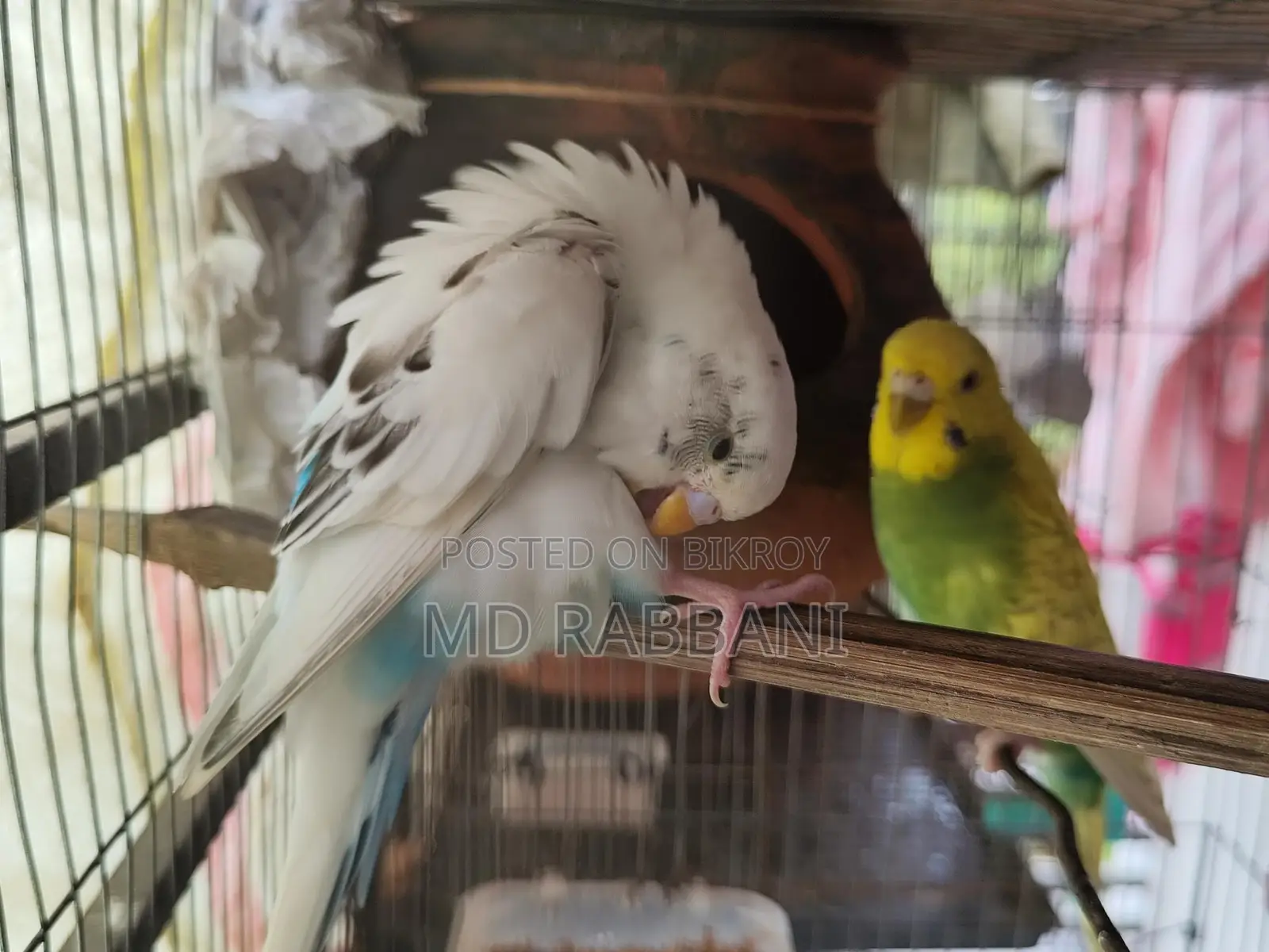 Budgerigar Birds