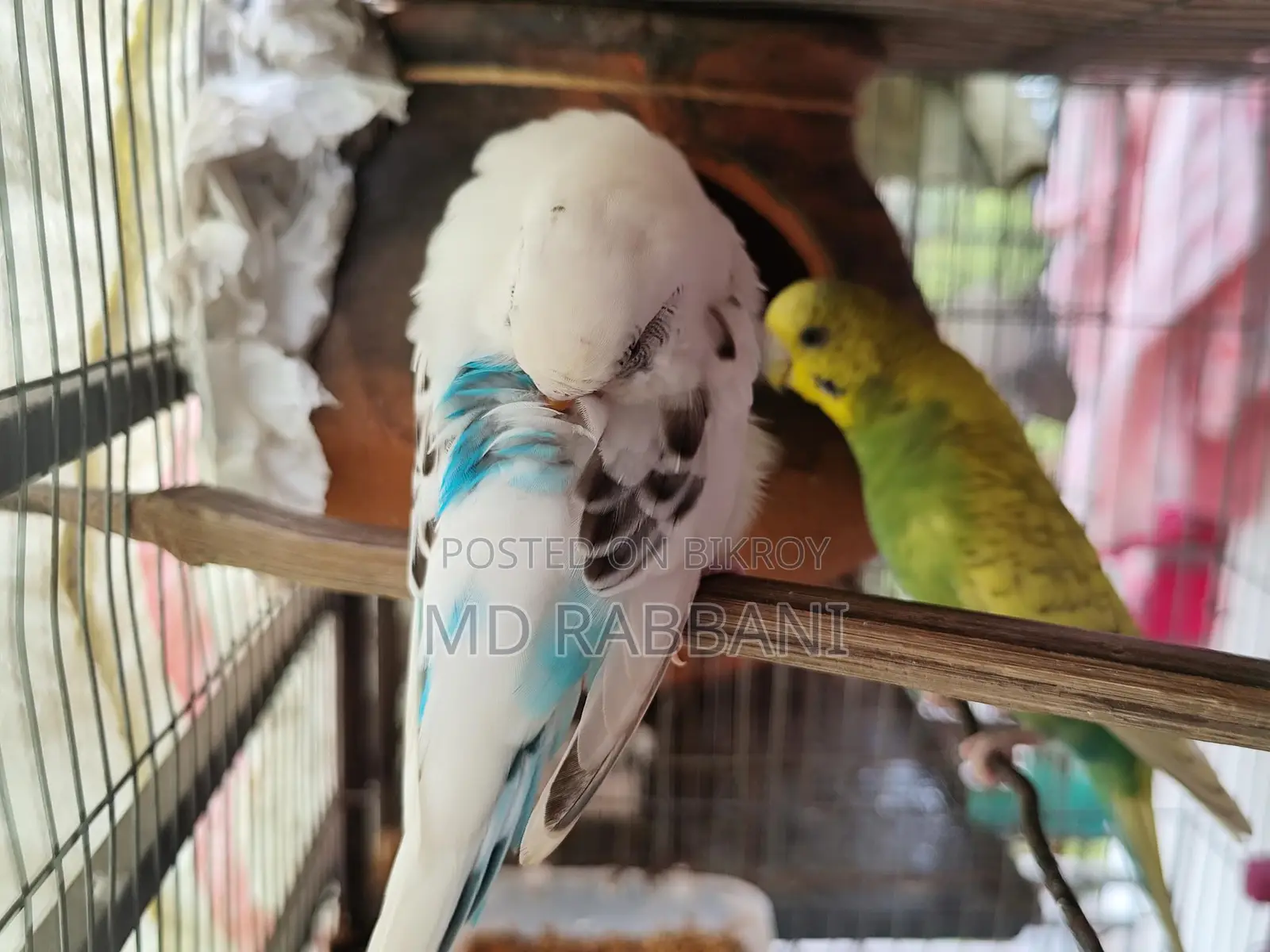 Budgerigar Birds