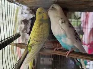 Budgerigar Birds