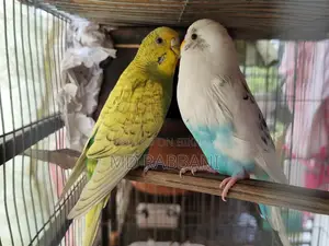 Budgerigar Birds