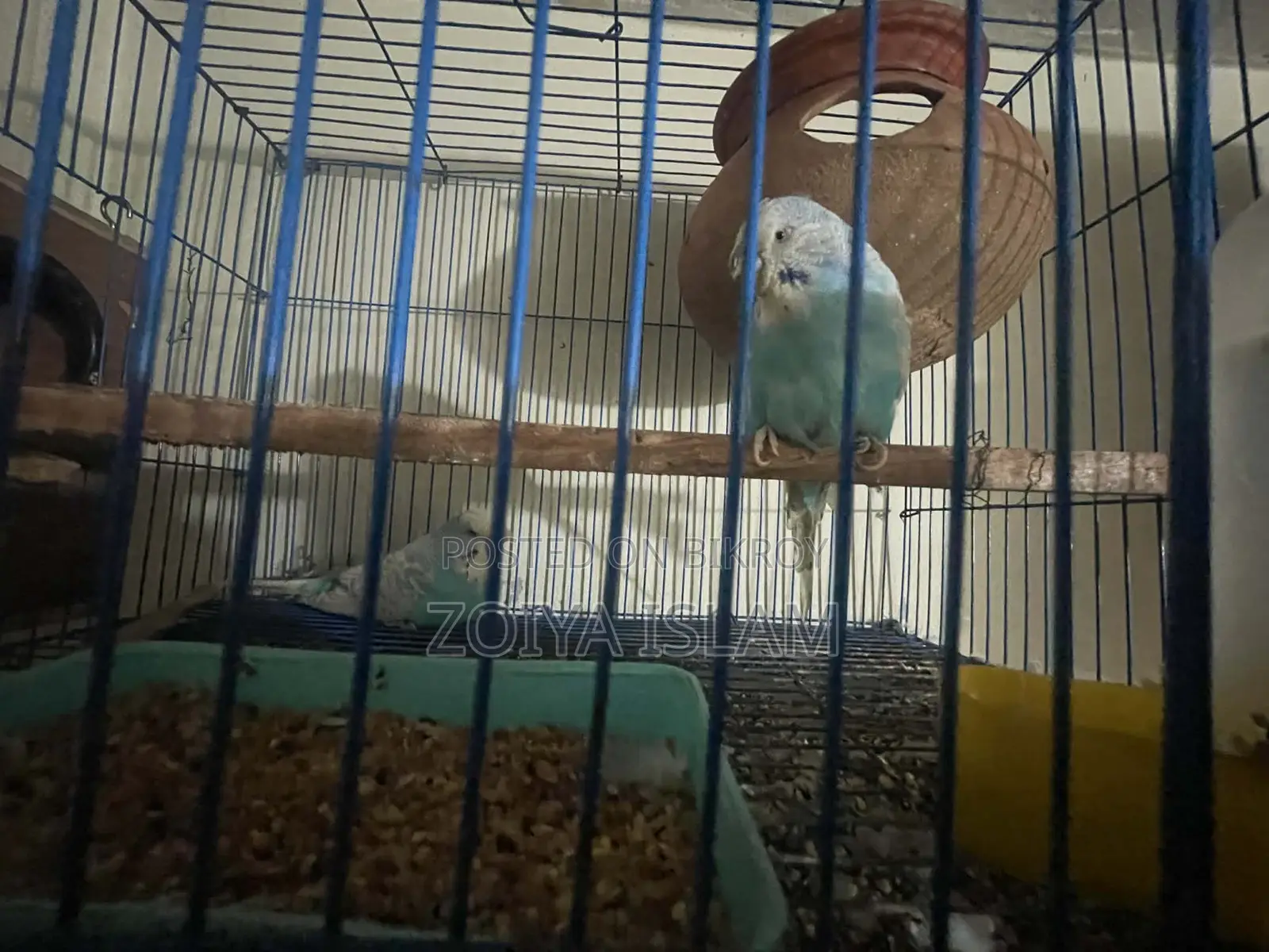 Budgerigar