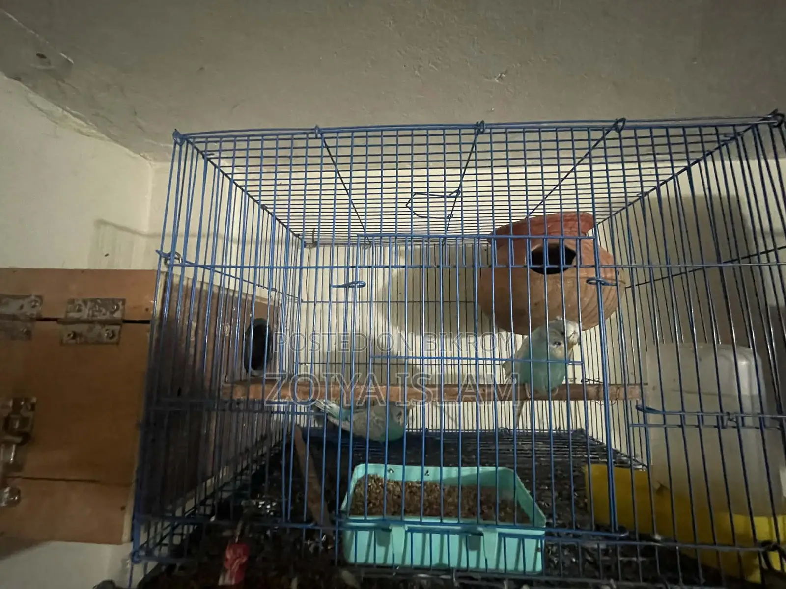 Budgerigar