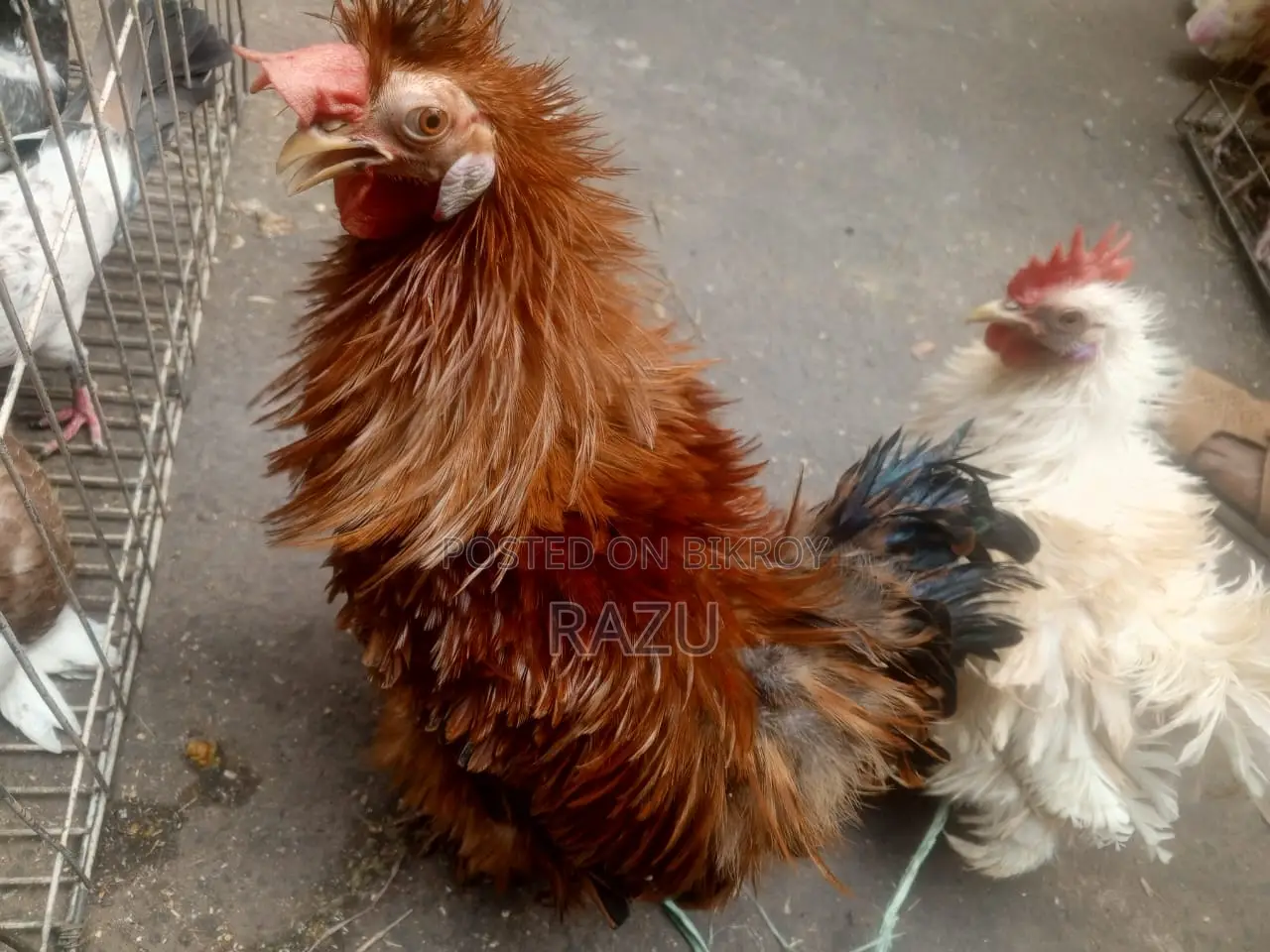 Frizzle Chicken