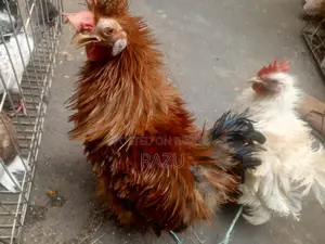 ফ্রিজেল মুরগি