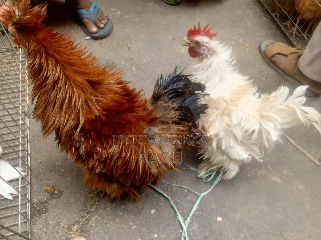 Frizzle Chicken