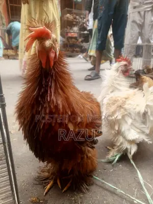 Frizzle Chicken