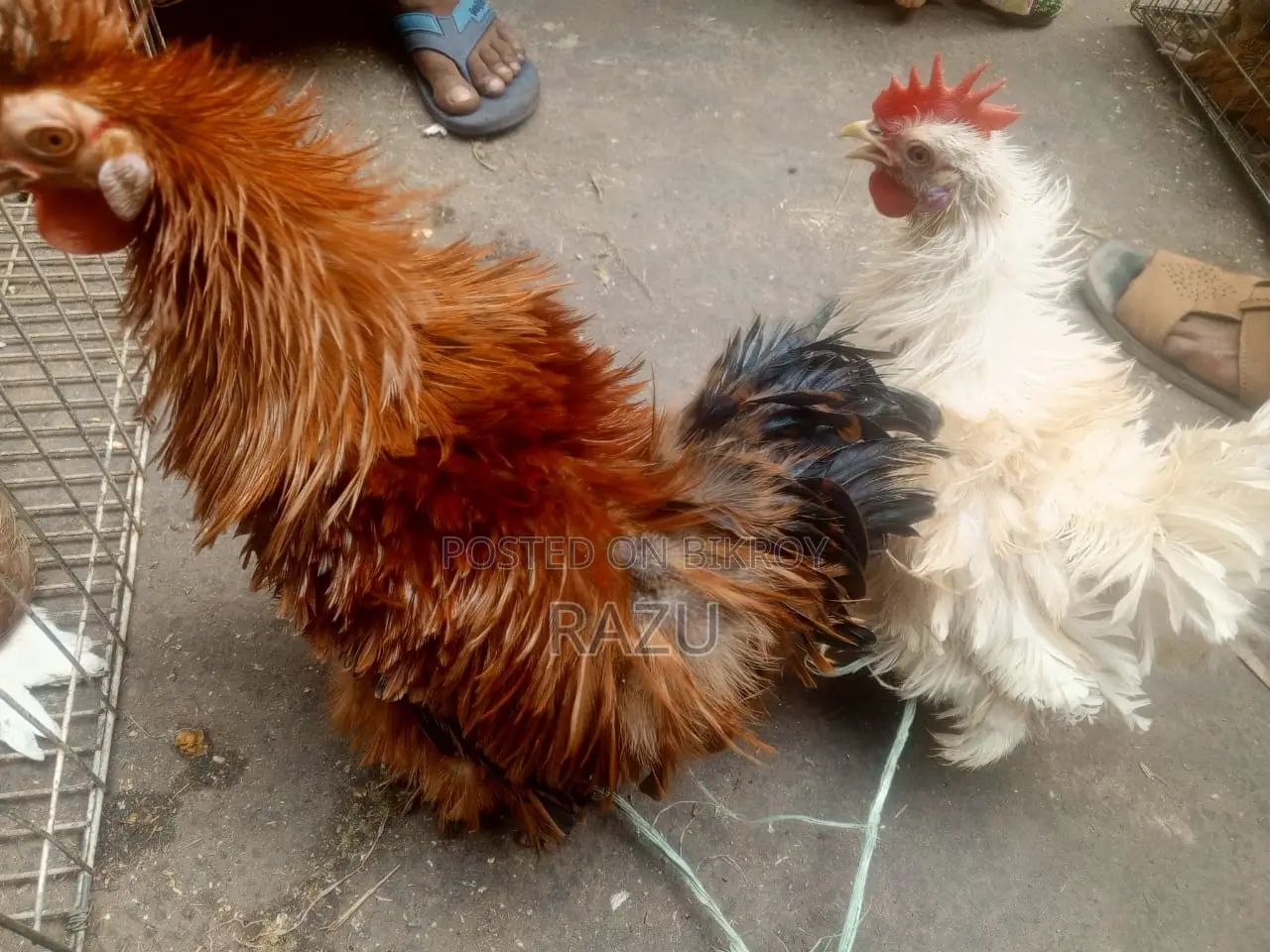 Frizzle Chicken