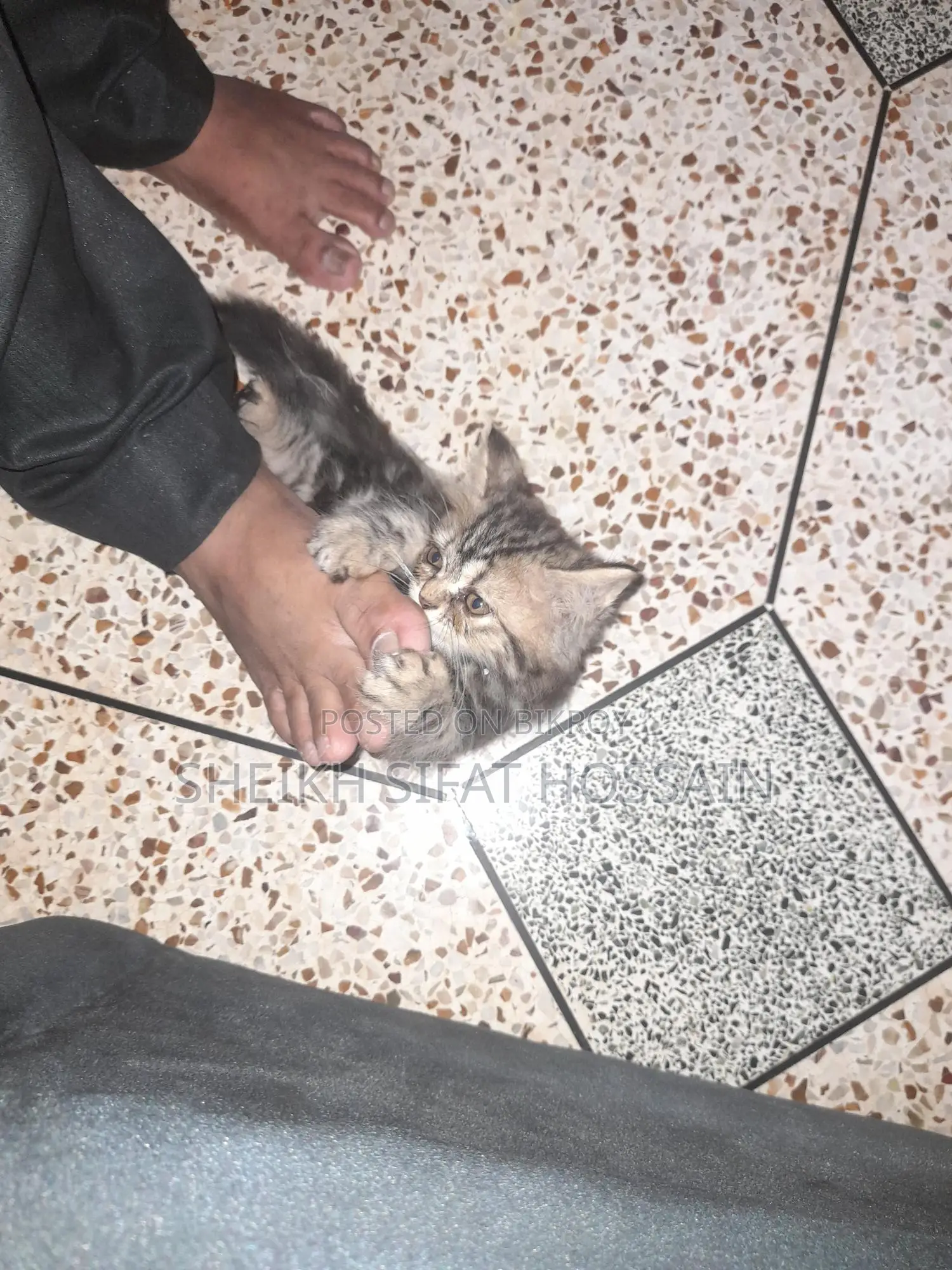 Pure Persian Cat