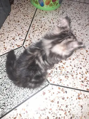 Pure Persian Cat